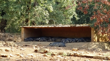 LACAPELLE-LIVRON - SAINT-PROJET-tarn-et-garonne