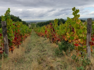CHEMIN DE LA COTE BLANCHE - LAC DE GOUYRE-tarn-et-garonne