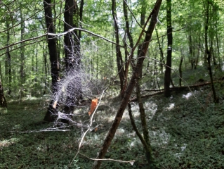 ENTRE SAINT-NAUPHARY ET REYNIES-tarn-et-garonne