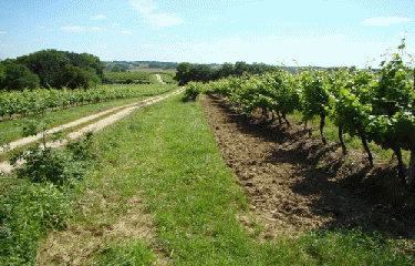 CHEMIN DE COMPOSTELLE - PARTIE 4-tarn-et-garonne