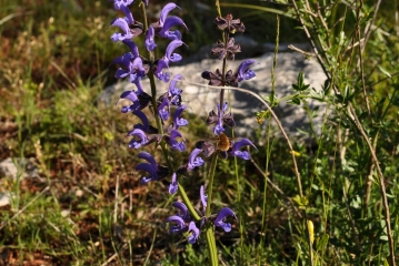 LA GRANGE DUBOIS-tarn-et-garonne