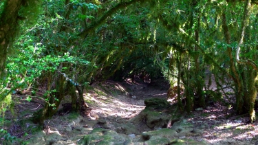 FORET ENCHANTEE DU CABEOU-tarn-et-garonne