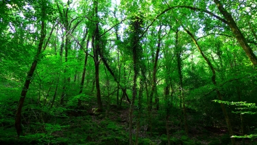 FORET ENCHANTEE DU CABEOU-tarn-et-garonne