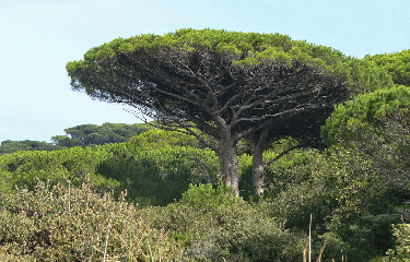 CAVALAIRE-SUR-MER - CAP LARDIER-var