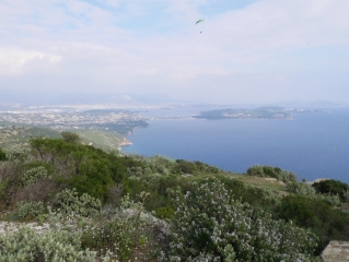 FORET DE LA SEYNE-var