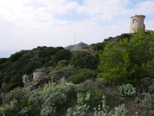 FORET DE LA SEYNE-var