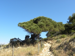 LA CROIX VALMER - SENTIER LITTORAL-var