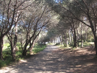FORET DE JANAS-var