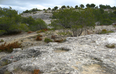 Gordes - abbaye de Senanque-vaucluse