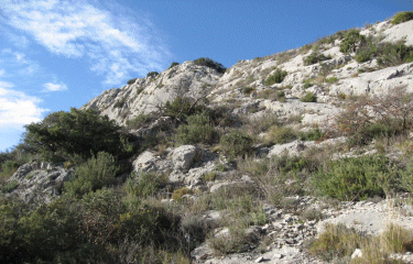 LA FORET DE CEDRES-vaucluse