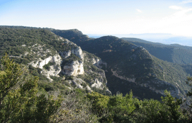 LA FORET DE CEDRES-vaucluse