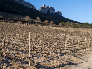 VIGNOBLE DE BEAUMES-DE-VENISE-vaucluse