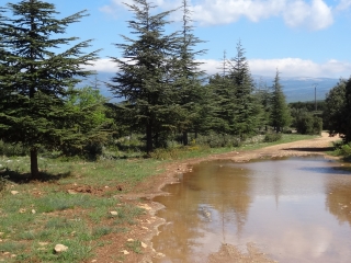 METHAMIS - LA LAUZE - COULINS-vaucluse