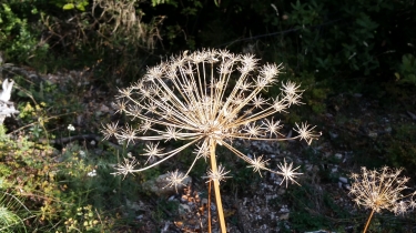 BOUCLE MALAUCENE PAR LE MONTAGNE D ARFUYEN ET LE PAS DU LOUP-vaucluse