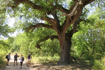 VENASQUE - COLLINES DE MALLEMORT-vaucluse