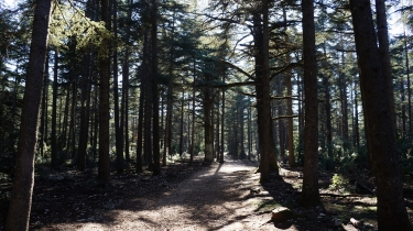 ARCHE DE PORTALAS ET LA FORET DE CEDRES-vaucluse