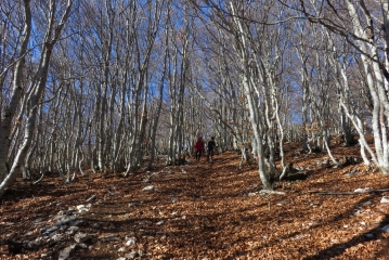 MONT VENTOUX - CRETE ET VERSANT SUD-vaucluse