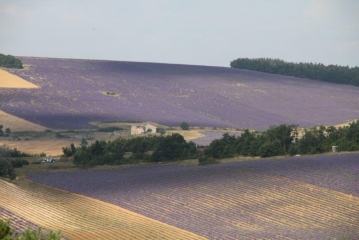 PLATEAU DE SAULT - BROUVILLE-vaucluse