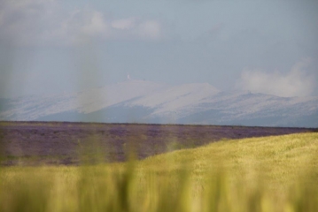 PLATEAU DE SAULT - BROUVILLE-vaucluse
