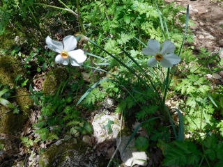 EN SUIVANT L AIGUE BRUN AVEC UN PASSAGE A SIVERGUES-vaucluse
