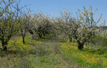 AU PAYS DES PIERRES SECHES-vaucluse