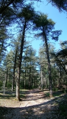 SENTIER DECOUVERTE DANS LE MASSIF DES CEDRES-vaucluse