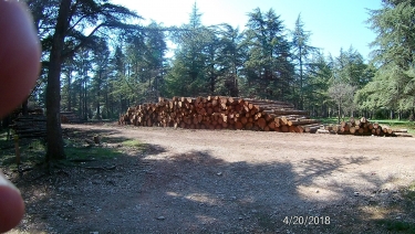 SENTIER DECOUVERTE DANS LE MASSIF DES CEDRES-vaucluse