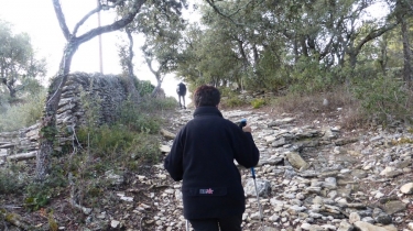 DES CEDRES AU BAS DU VILLAGE DES BORIES-vaucluse