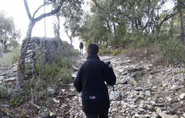 DES CEDRES AU BAS DU VILLAGE DES BORIES-vaucluse