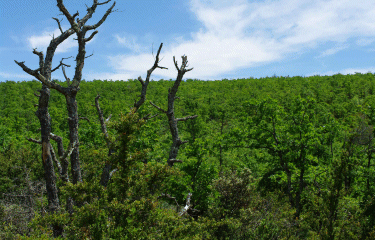 Les Combes de Vaumale et de Lioux-vaucluse