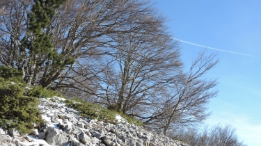 LE VENTOUX DEPUIS LES FEBRIERS-vaucluse