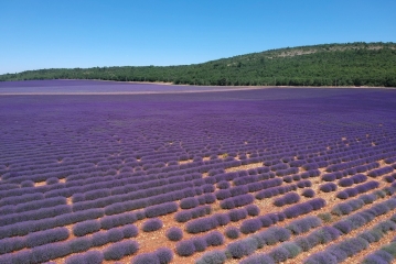 LES LAVANDES DE SAINT JEAN DE SAULT-vaucluse