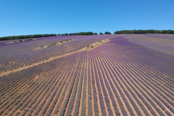 LES LAVANDES DE SAINT JEAN DE SAULT-vaucluse