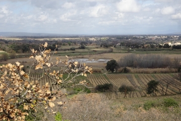 CHATEAUNEUF-DU-PAPE - LES VIGNOBLES ET L ETANG-vaucluse