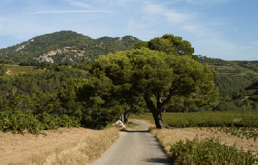 BAUMES DE VENISE (2)-vaucluse