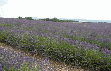 SAINT-TRINIT-vaucluse