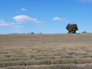 SAINT TRINIT - LA FEMME MORTE-vaucluse