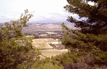 BOIS DES ABRIGEAUX-vaucluse