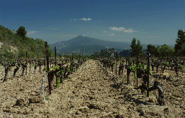DENTELLES DE MONTMIRAIL (2)-vaucluse