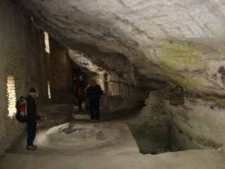 CEDRES A LA SENANCOLE-vaucluse