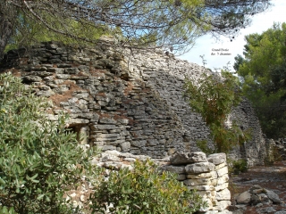 CEDRES A LA SENANCOLE-vaucluse