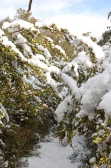 CHEVAL-BLANC-vaucluse