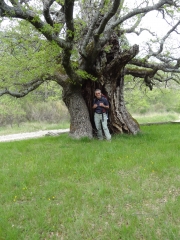 SAVOILLAN - BRANTES-vaucluse