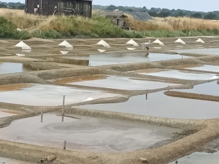 L ILE D OLONNE - SENTIER DES FLEURS DE SEL-vendee