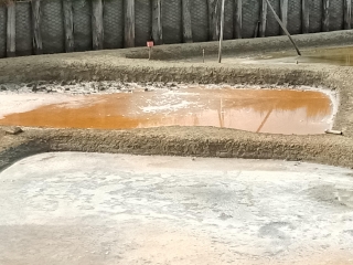 L ILE D OLONNE - SENTIER DES FLEURS DE SEL-vendee