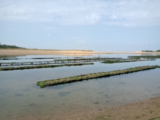 TALMONT-SAINT-HILAIRE - DUNE - FORET - MARAIS DU VEILLON ET PLAGE-vendee