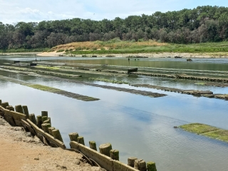 TALMONT-SAINT-HILAIRE - MARAIS DE LA GUITTIERE-vendee