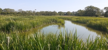 marais-poitevin - LONGEVILLE SUR MER ENTRE TERRE ET MER