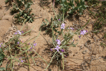 FORET D OLONNE-vendee