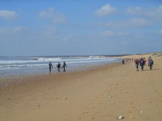FORET DE LONGEVILLE (LA TRANCHE SUR MER - VENDEE)-vendee